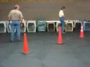 8 month old Kipr prepares for his CGC test