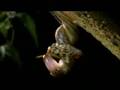 The World's Most Terrifying Penises : The Leopard Slug