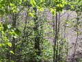 To compound the tragedy, the massive lumbering almost completely denuded large areas of woodlands, whichpractically eliminated hunting as a major source of sustenance for First Nations. And if the forests were not denudedby the lumberman, they were soon denuded by the great Miramichi fire of 1825, which fed on piles of dry scrap woodleft everywhere by careless lumberman. Meanwhile the rise of the deals industry (sawn logs) meant that not onlywould the rivers be regularly choked with logs, but also with sawmills and sawdust, which quickly took their tool onfish, another important source of sustenance for First Nations.Boise Inc announced that it would 