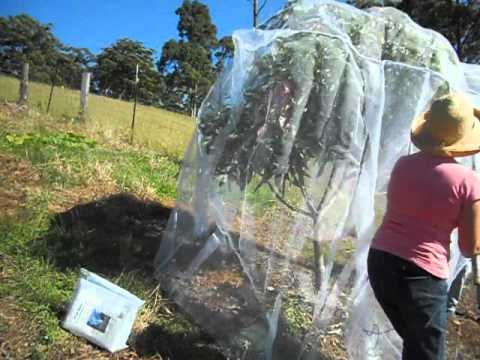 how to net a tree