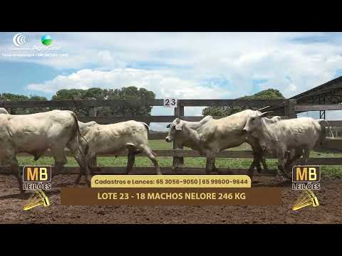 523� LEIL�O VIRTUAL MB LEIL�ES