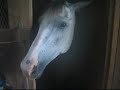just a little video that features my beloved american quarter horse, tasmin.