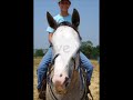 just a little video that features my beloved american quarter horse, tasmin.