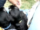 9-4-08 puppy video 3