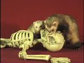 Flesh Eating Ferrets