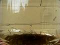 Mosqito Larvae?