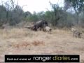Hyena Killing Elephant