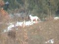 Dogo Argentino Hunting