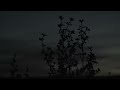 Mt. Eden - Sierra Leone (Feat. Freshly Ground) Mt. Eden - Sierra Leone (Feat. Freshly Ground)