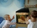 Fishes! Fishes!
