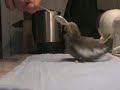 Nymphensittich  4 wochen alt handaufzucht