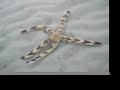 Starfish