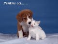 Te Iubesc...