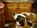 Dog-Tricks-with-St-B