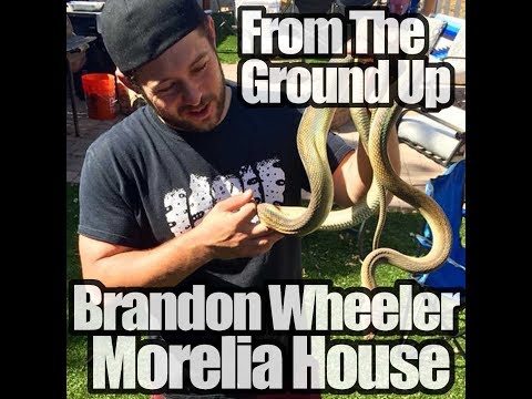 YouTube reptile video