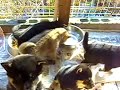 Shiba-inu Seven puppies Shiba-inu Seven puppies