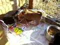 Shiba-inu Seven puppies