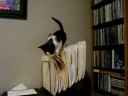 Audrey in the Office Audrey in the Office