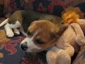 Diva Cucciolo Beagle