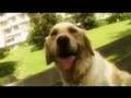 clip video Arno Mirza