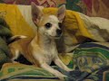 Jolie Chihuahua - L\