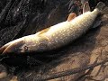Small river pike fishing in March