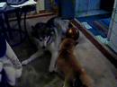 shiba-inu-at-play-2.html