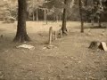 ghost sighting in cemetery