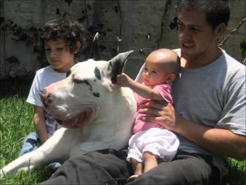 gran danes