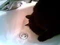Eugene in the Sink
