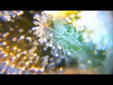 how to harvest by trichomes