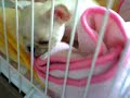 French Bulldog Puppy \"Fuku\" 001 French Bulldog Puppy \"Fuku\" 001