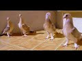 World Famous Kurdish Pigeons - Kürt Güvercin Taklaci 3 World Famous Kurdish Pigeons - Kürt Güvercin Taklaci 3