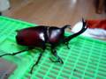 Red colored beelte