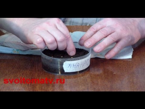 YouTube Трейлер