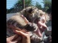 Steve-Irwin-Tribute