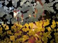 I Ribelli - La follia