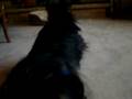 videos de Stinkylin Army Crawl