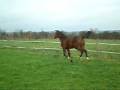videos de Poulain Mâle par QUINOTO BOIS MARGOT