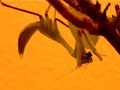 Gottesanbeterin Fliegenverfütterung Gottesanbeterin Fliegenverfütterung