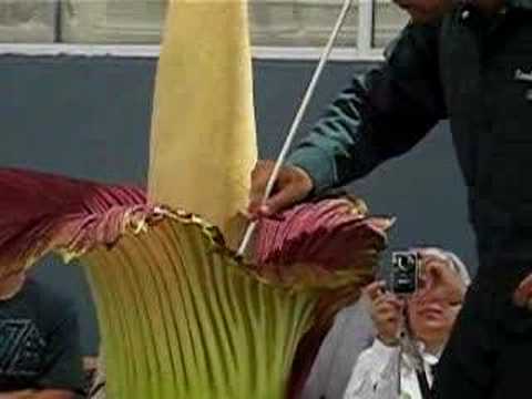 Corpse Plant Pollination