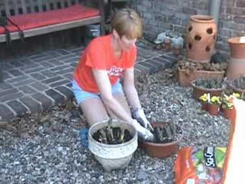 Transplanting Spring Bulbs from ...