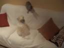Mi Shit-tzu i mi gato se \