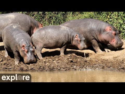 Live-Cam: Wildtiere im Mpala Research Center (Kenia) ...