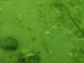 Florida Intercostal Hookah Dive