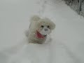 Sophie the Snow Dog