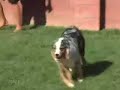 Australian Shepherd Australian Shepherd