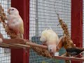 Lutino&Rosy Bourkes