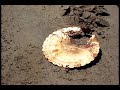 Amazing Exploding Cake