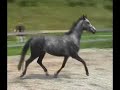 4-j�hr. Stute (mare) von Rubin Royal / Donnerhall / Pik Bube